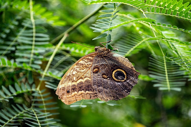 Butterfly Effect Solutions