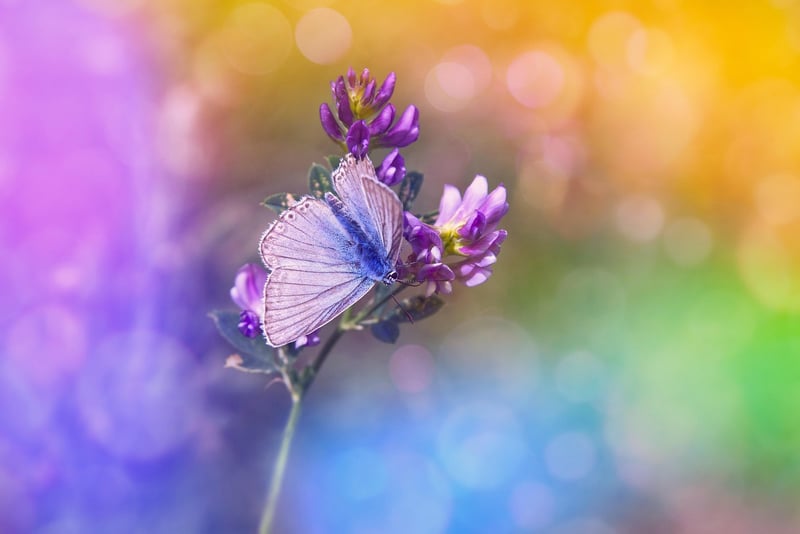 Butterfly Effect Visualization
